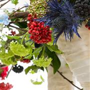 Christmas Florist's Choice